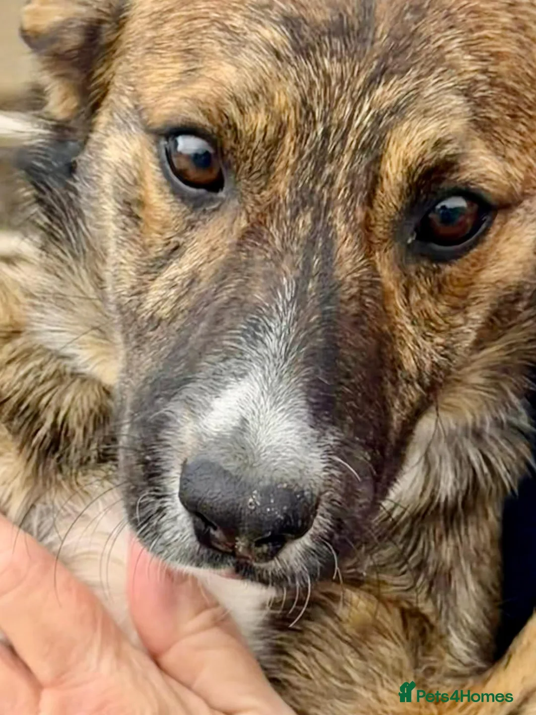 Mixed Breed dogs for adoption: Sonny - A gentle loving pup in Weymouth - Advert 5