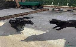 Mixed Breed dogs for adoption: Spider for adoption - Image 7