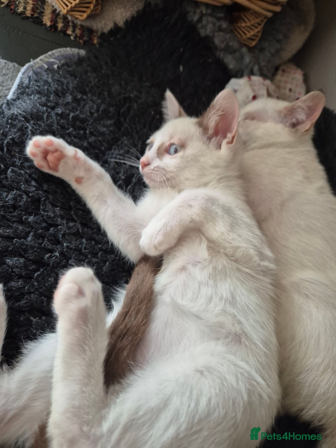 Mixed Breed cats for sale: Adorable Pedigree kitten - GCCF - REDUCED PRICE - Image 20
