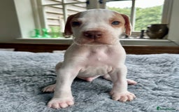 Pointer dogs for sale: KC reg Pointer Puppies - Image 31