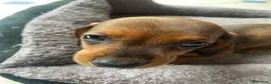 Miniature Dachshund 6 yellow