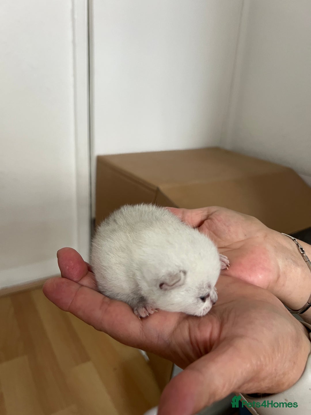 British Shorthair cats for sale: BSH Silver Tabby kittens for Sale! - Image 15