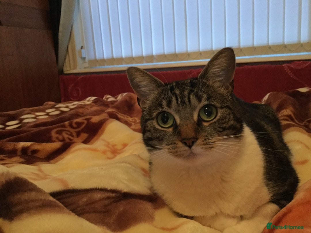 Mixed Breed cats for sale: Female cat - Advert 2