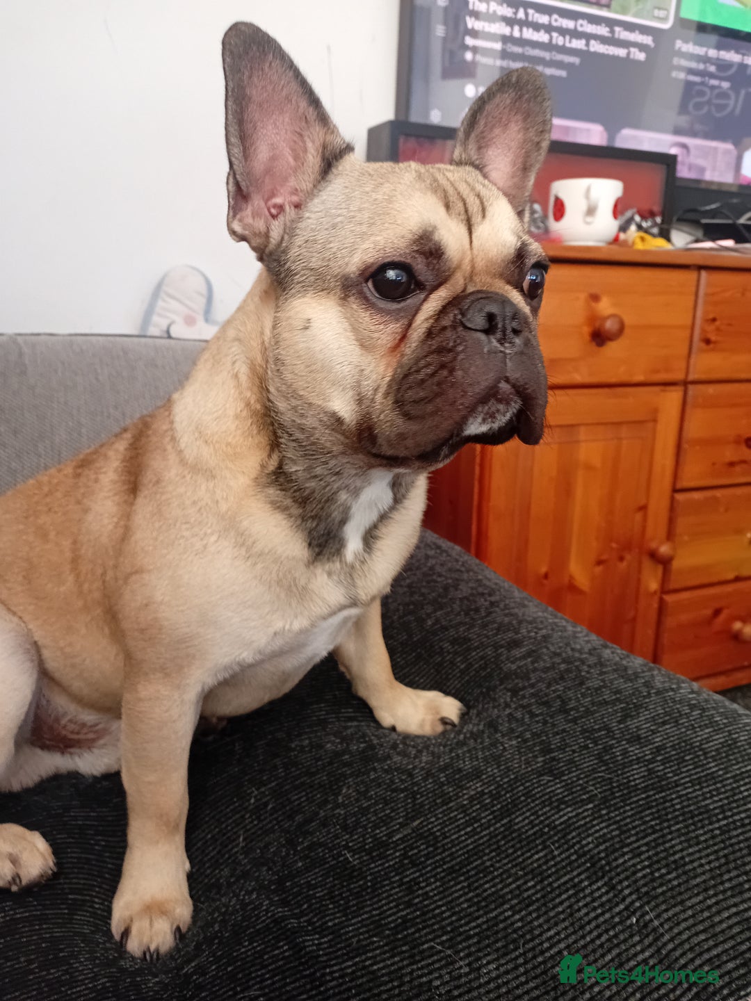 Mixed Breed dogs for sale: French bulldog NOT MIXED BREED in Birmingham - Image 1