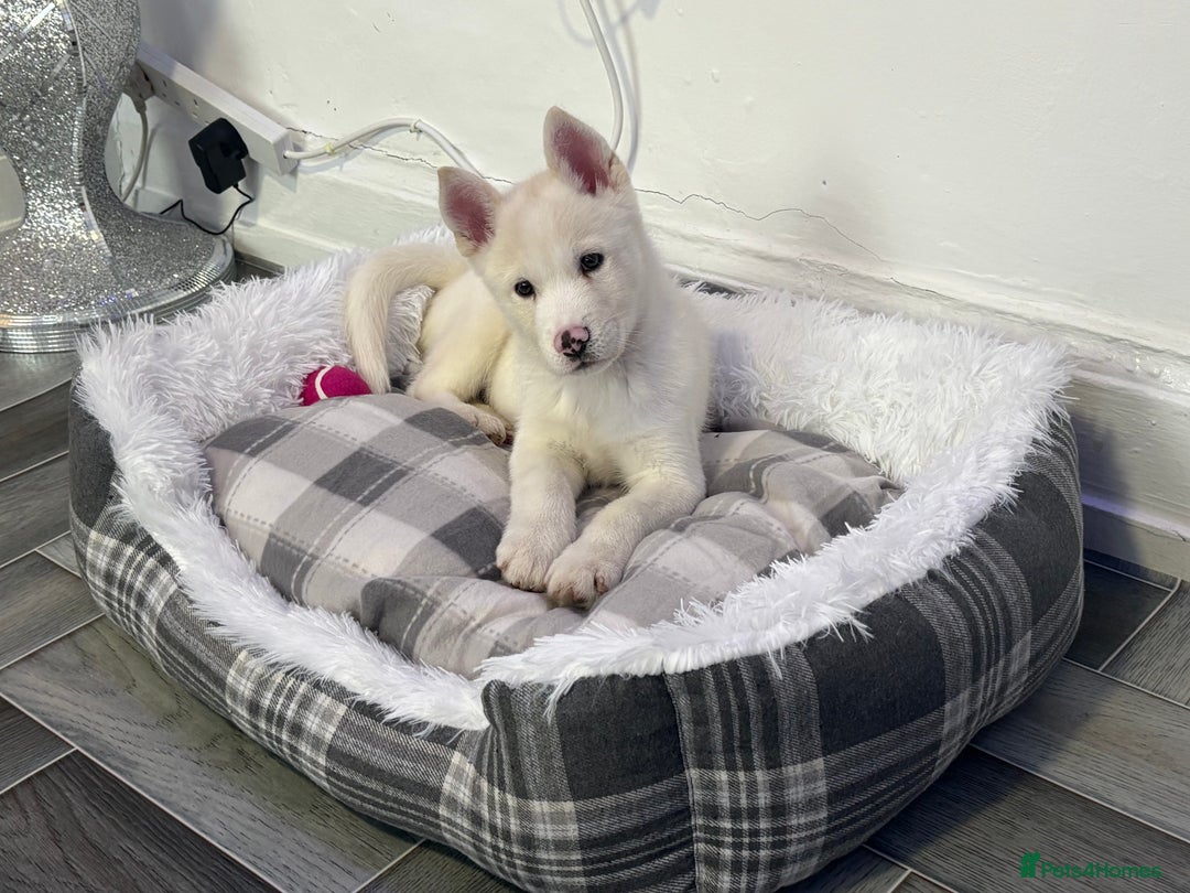 Huskita dogs for sale: Husky mixed japanese akita - Image 2