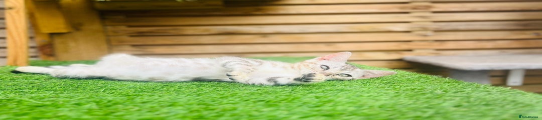 Bengal Kitten 1