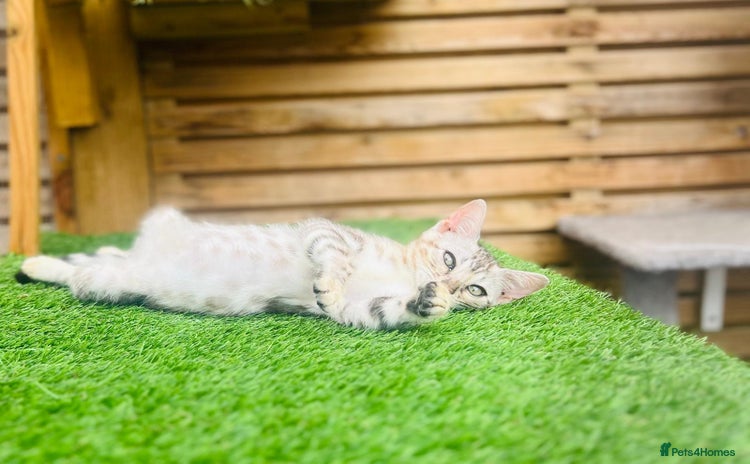 Bengal cats - Advert 14