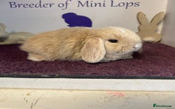 Mini Lop rabbits for sale: Beautiful litter of mixed mini lops  - Image 7