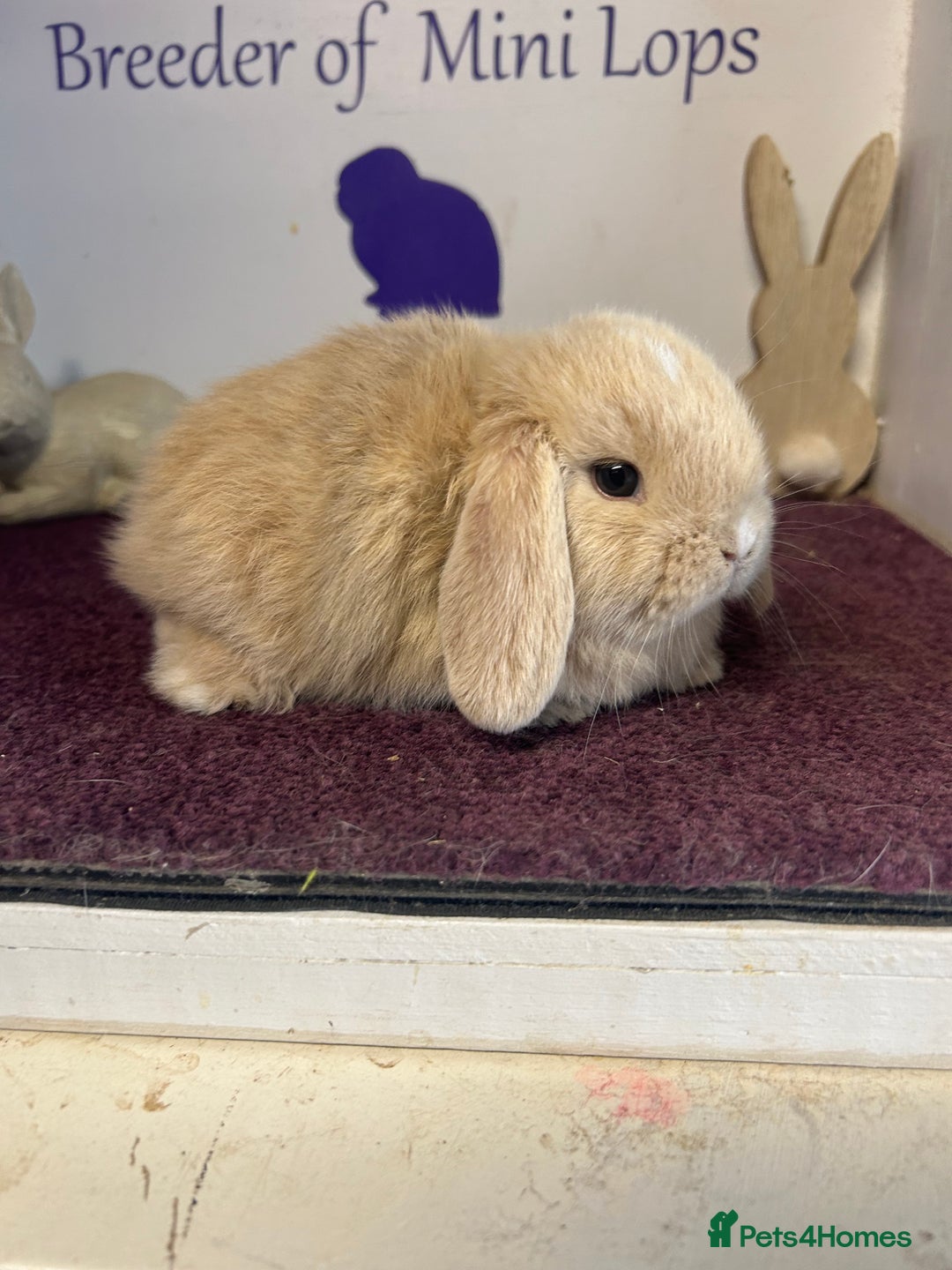 Mini Lop rabbits for sale: Beautiful litter of mixed mini lops  - Image 7