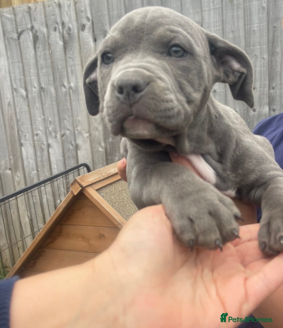 Staffordshire Bull Terrier dogs KC REGISTERED BLUE STAFFORDSHIRE BULLTERRIERS - Advert 2