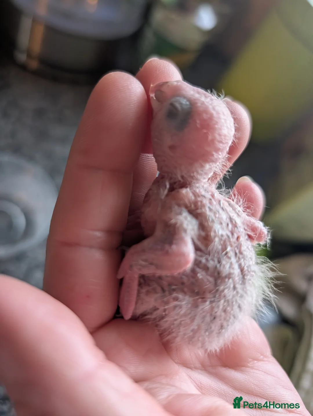 Conures birds for sale: Baby greencheek conure chicks - Advert 5