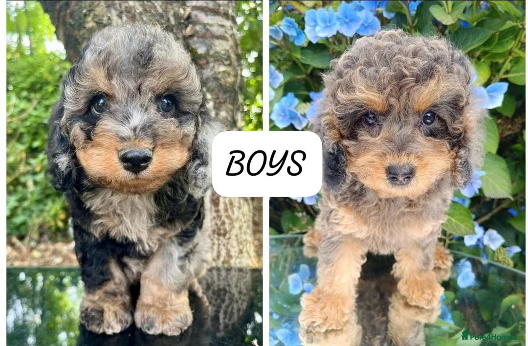 Cavapoo dogs for sale: cavapoo puppies fully health checked - Advert 1