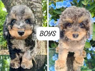 Cavapoo dogs cavapoo puppies fully health checked - Advert 1