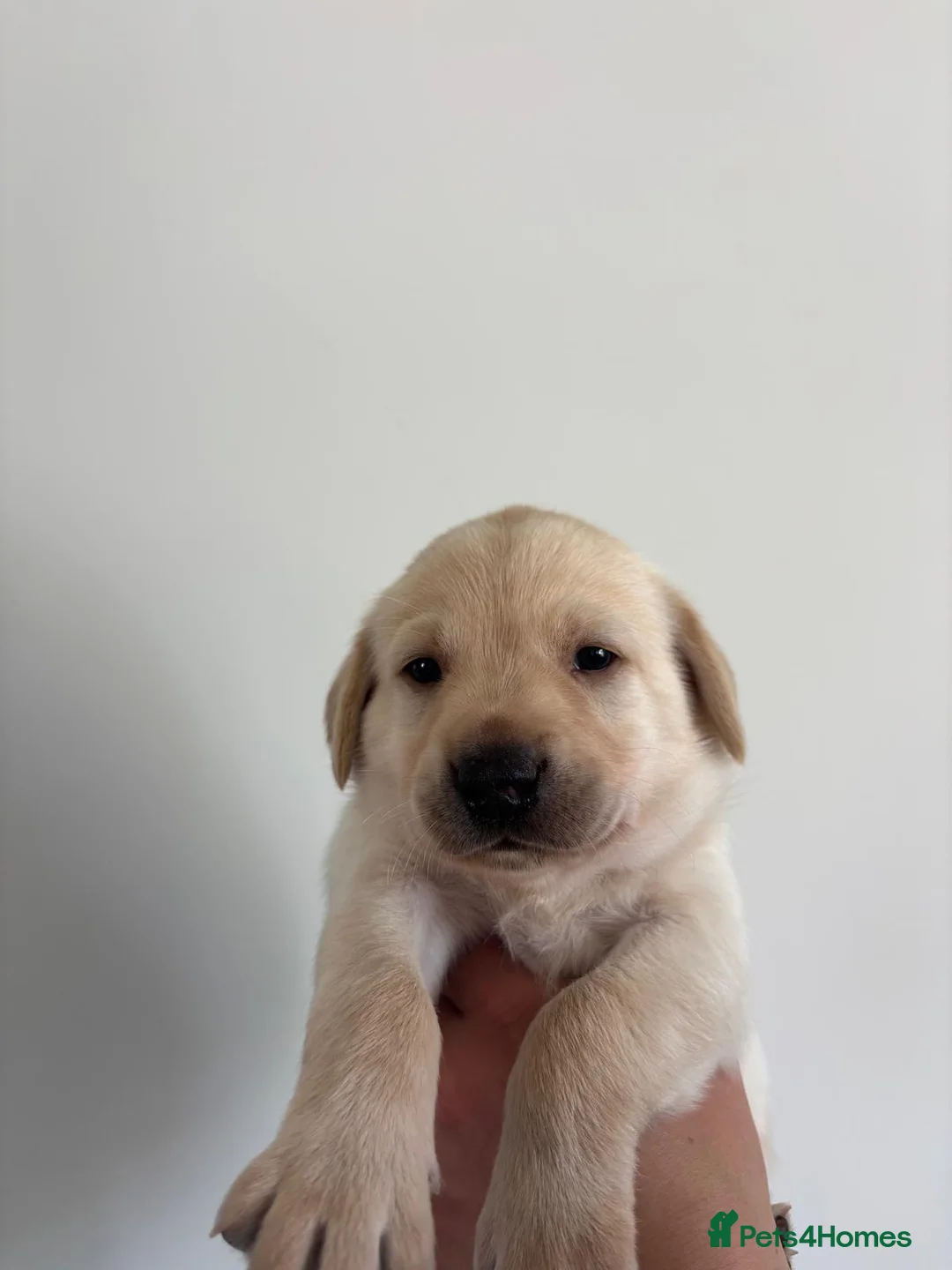 Labrador Retriever dogs for sale: KC registered working Labrador puppies  - Advert 2