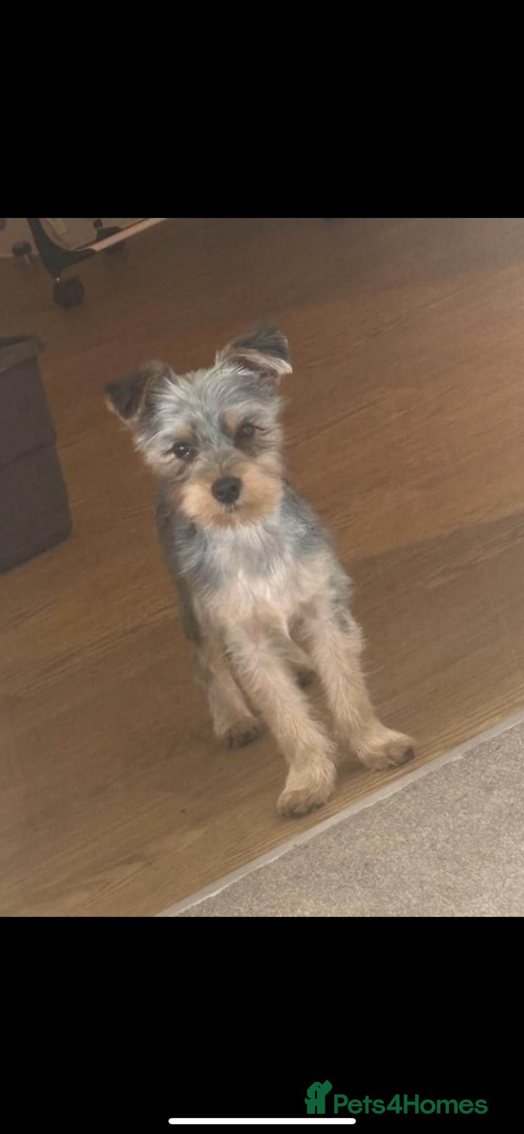 Yorkshire Terrier dogs for sale: Miniature Yorkshire terrier  - Advert 4