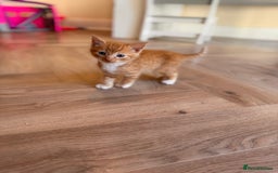 British Shorthair cats for sale: 6 British shorthair/calico kittens ready now - Image 3