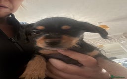Dachshund dogs for sale: 5 dachshund x cavachon pups for sale  - Image 18