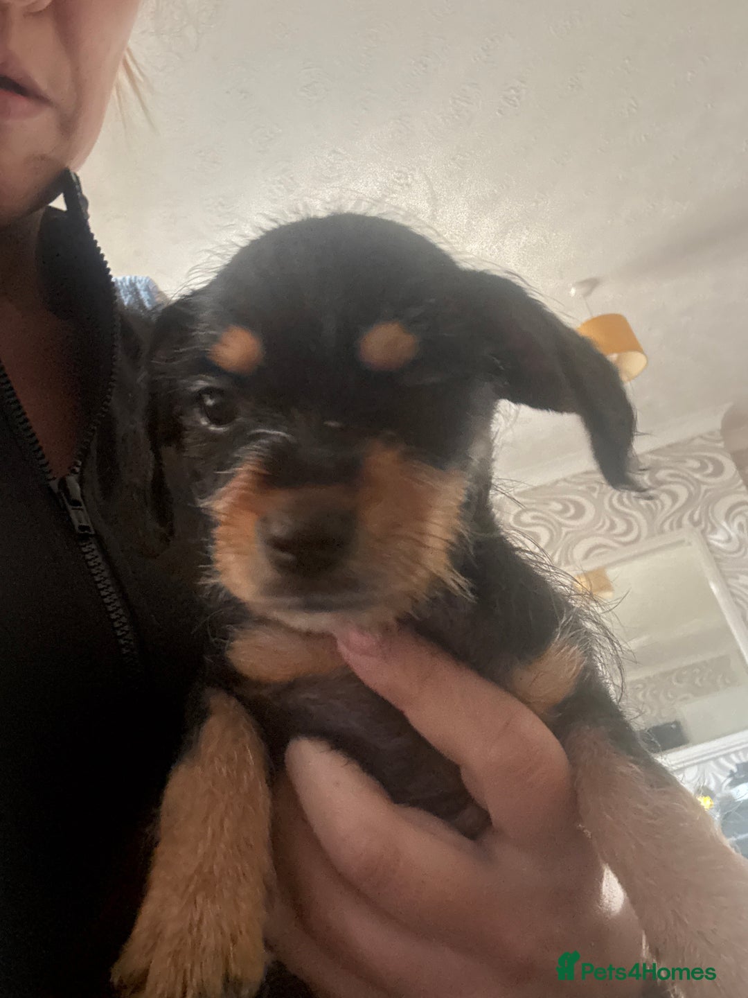 Dachshund dogs for sale: 5 dachshund x cavachon pups for sale  - Image 18