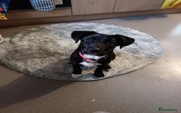 Mixed Breed dogs for sale: Aurora 5 month old German shepard cross - Image 1