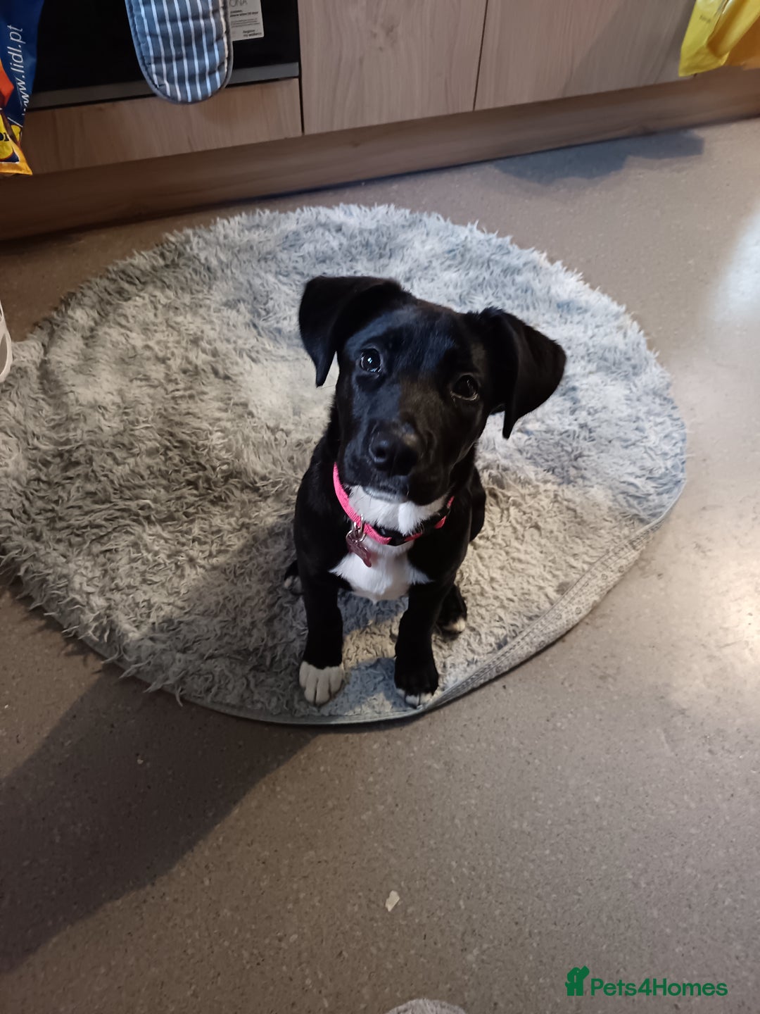 Mixed Breed dogs for sale: Aurora 5 month old German shepard cross - Image 1