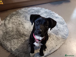 Mixed Breed dogs Aurora 5 month old German shepard cross - Advert 6