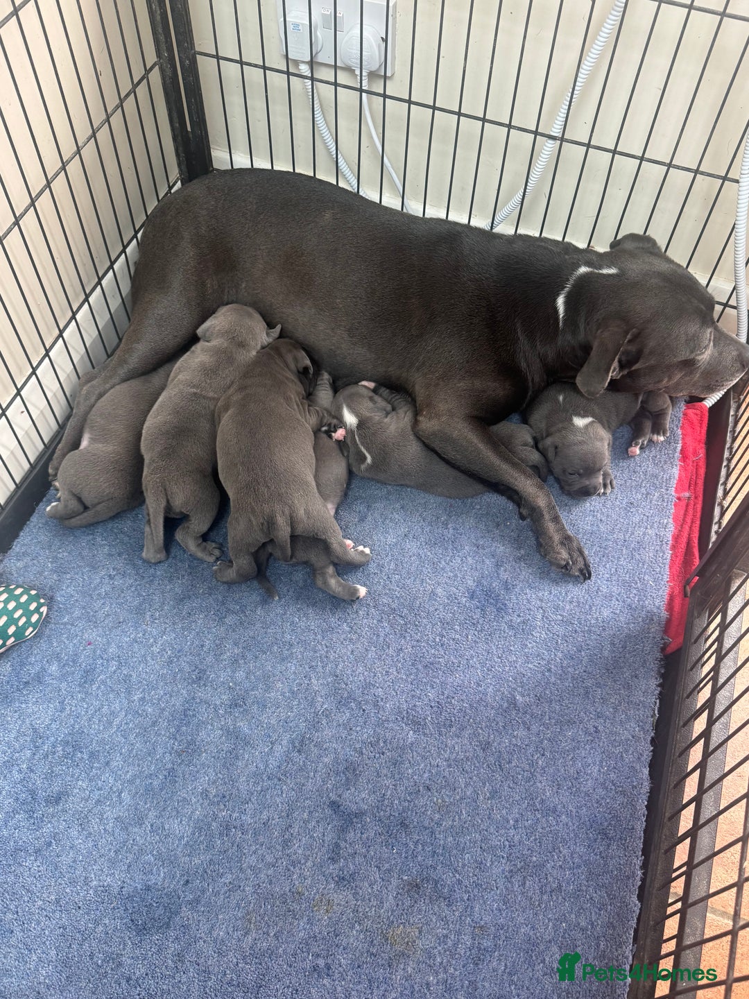 Staffordshire Bull Terrier dogs for sale: LAST BOY Stunning 🔵Staff pups KC READY TO GO ❤️❤️ - Advert 14