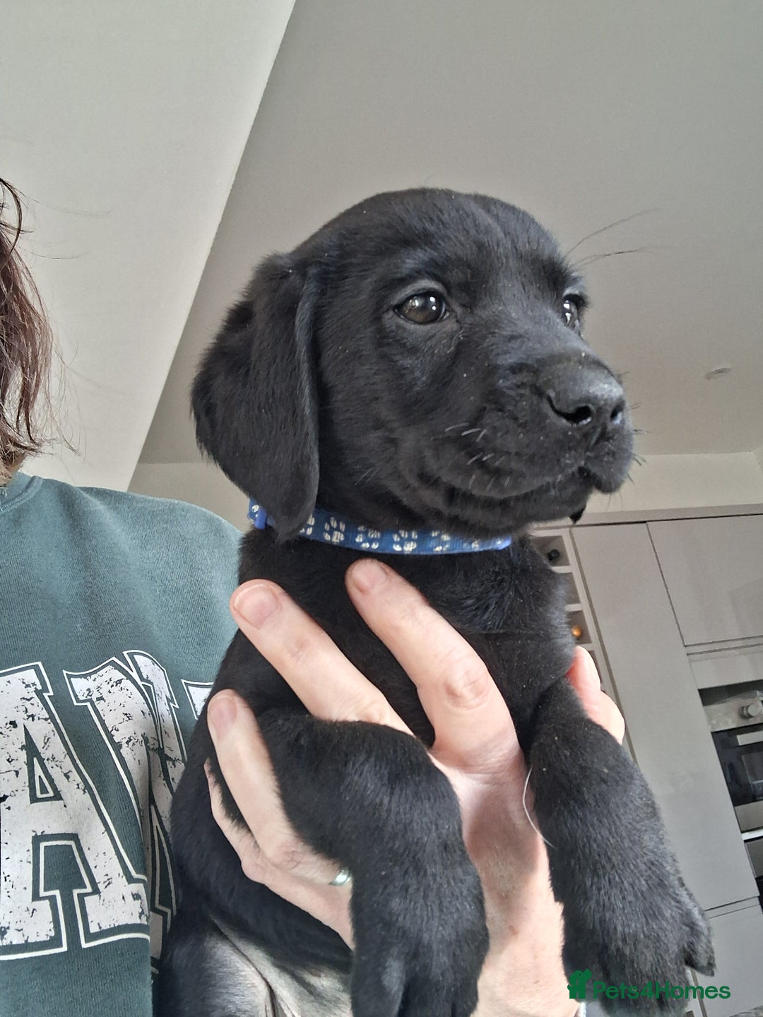 Labrador Retriever dogs for sale: **LAST PUPPY, READY NOW** - Advert 4