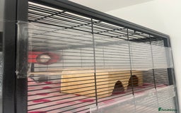 Chinchilla rodents for sale: 2 Female Chinchillas and Full set up!  - Image 14