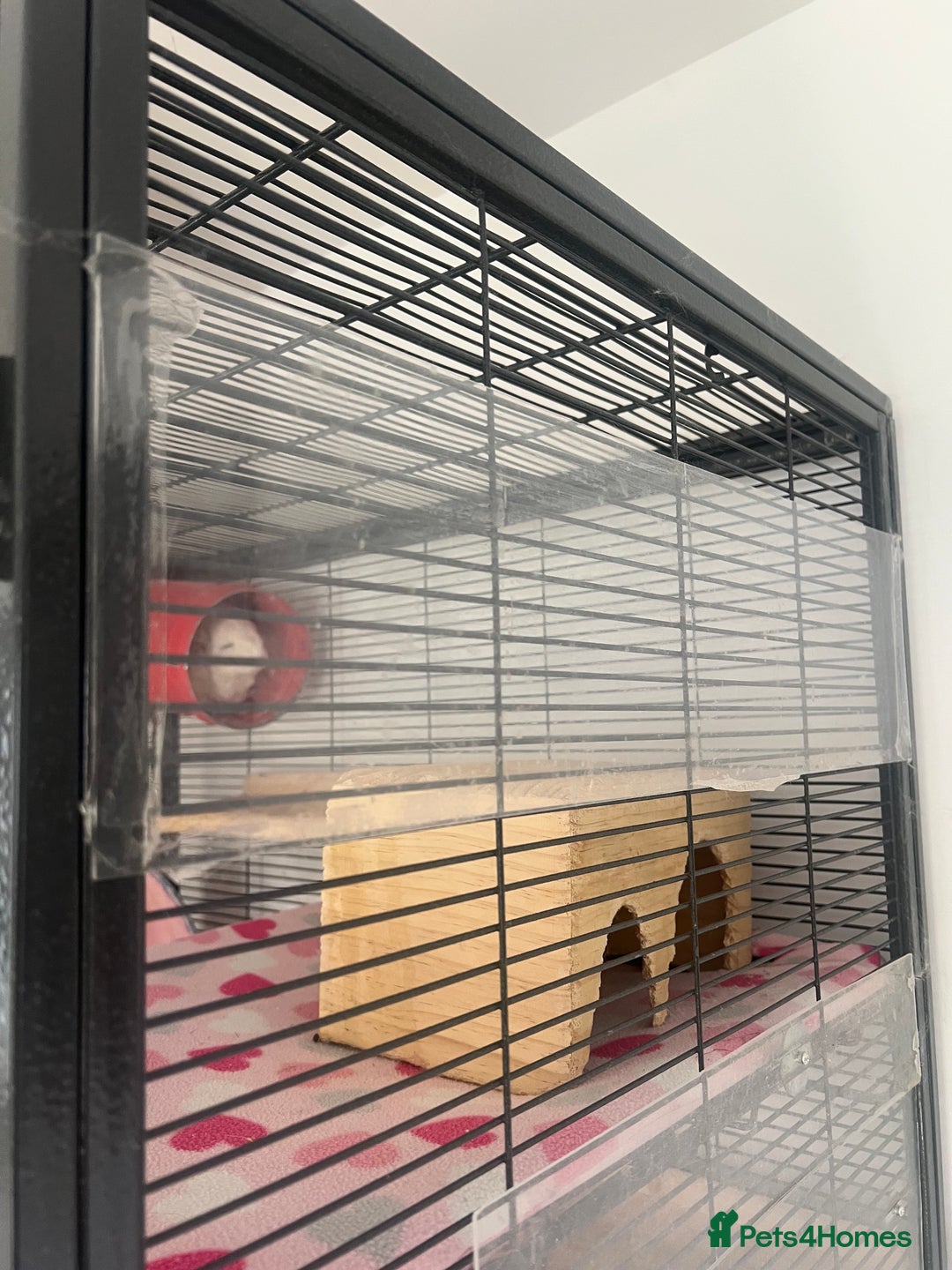Chinchilla rodents for sale: 2 Female Chinchillas and Full set up!  - Image 14