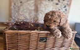 Cockapoo dogs for sale: ✨ Gorgeous Cockapoo Puppies ✨ - Image 25
