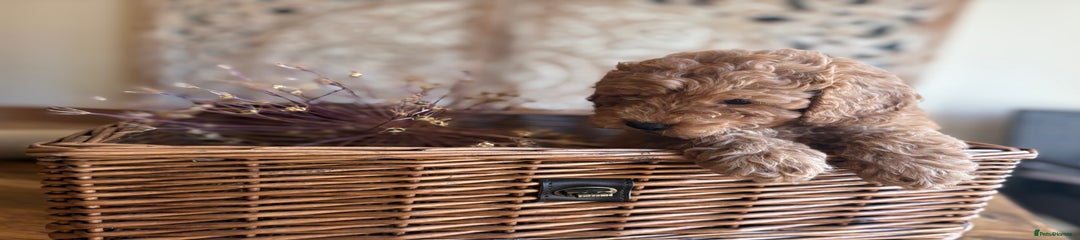 Cockapoo Puppy 2