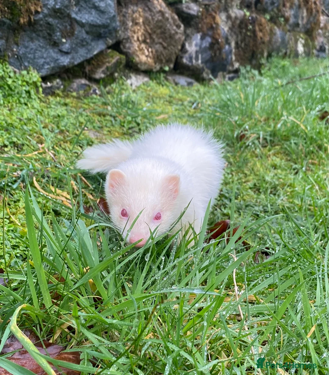 Ferret rodents for sale: Ferret for sale  - Advert 4