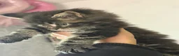 Maine Coon cats for sale: 🐾 MAINE COON KITTENS  🐾 - Advert 15