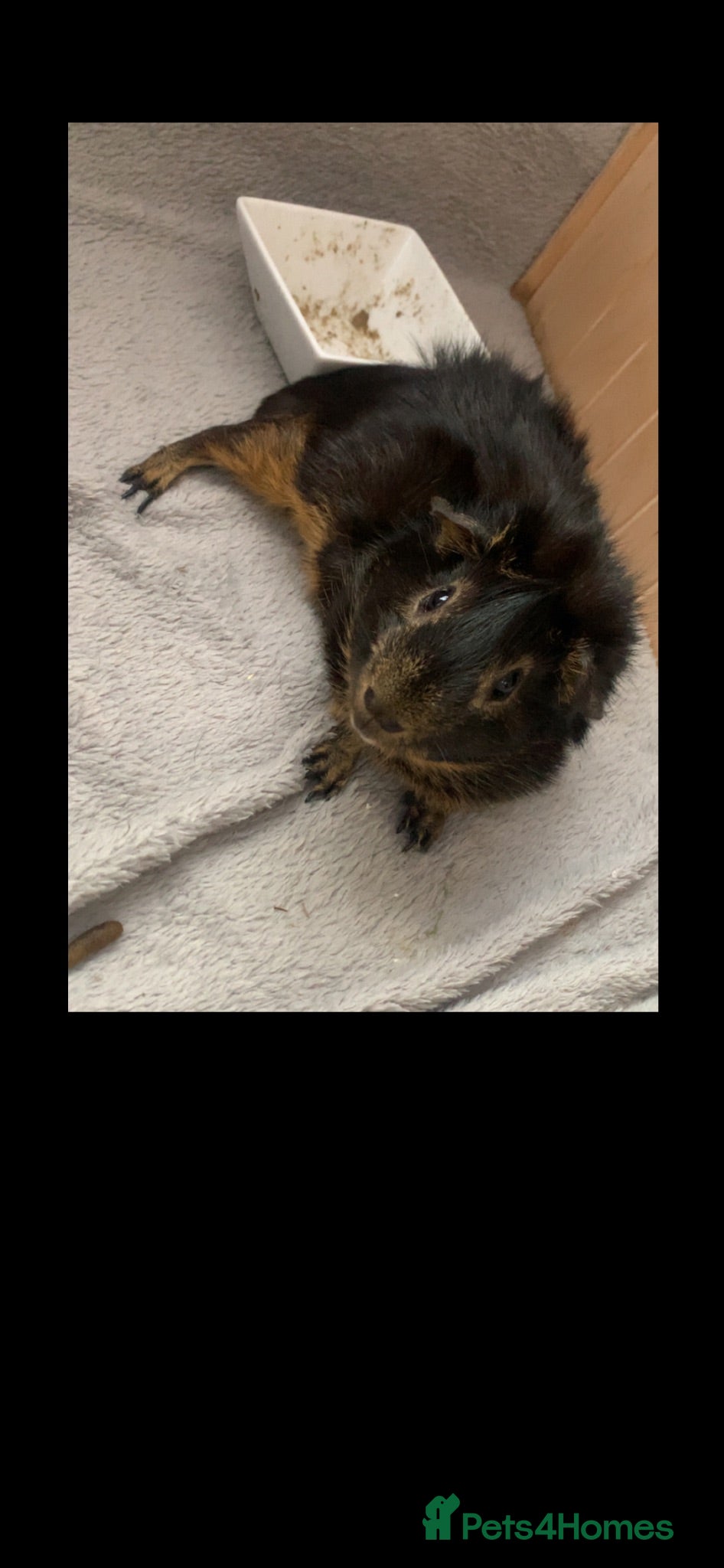 Guinea Pig rodents frank, gus, rey  - Advert 3