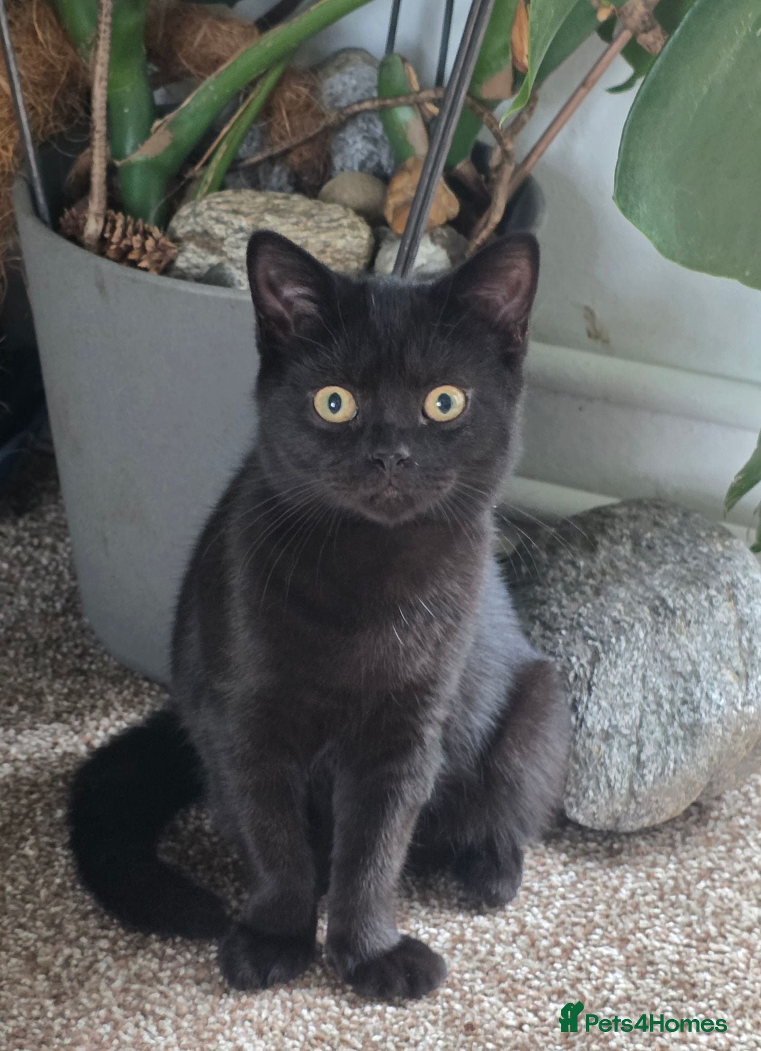 British Shorthair cats Beautiful Mixed BSH Kittens - Advert 3