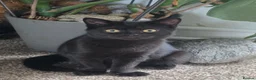 British Shorthair cats for sale: Beautiful Mixed BSH Kittens - Advert 1