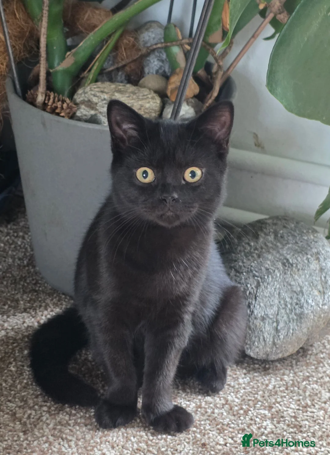British Shorthair cats for sale: Beautiful Mixed BSH Kittens - Advert 1