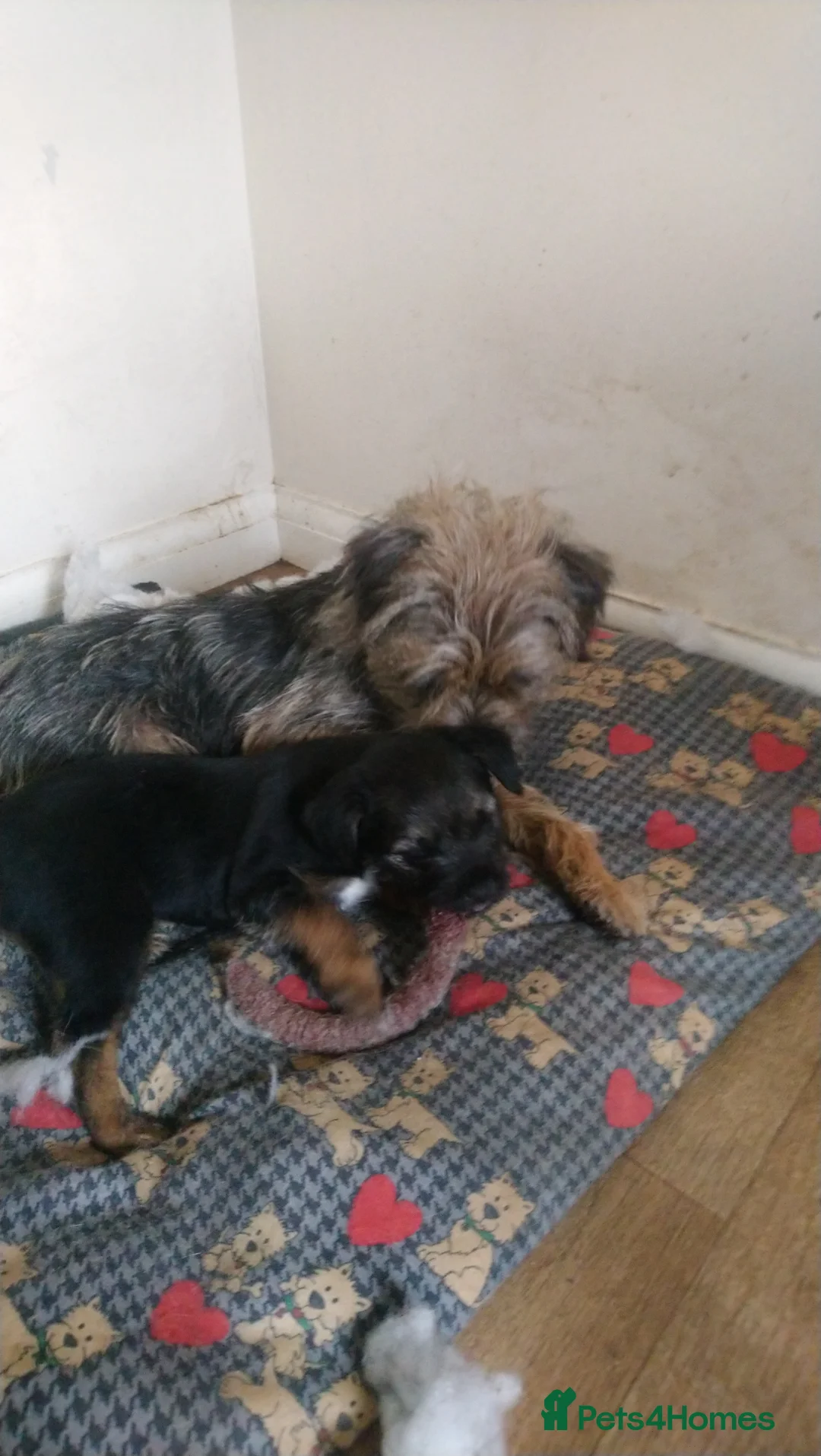Border Terrier dogs for sale: Puppy bitch homebred in Somerton - Advert 5