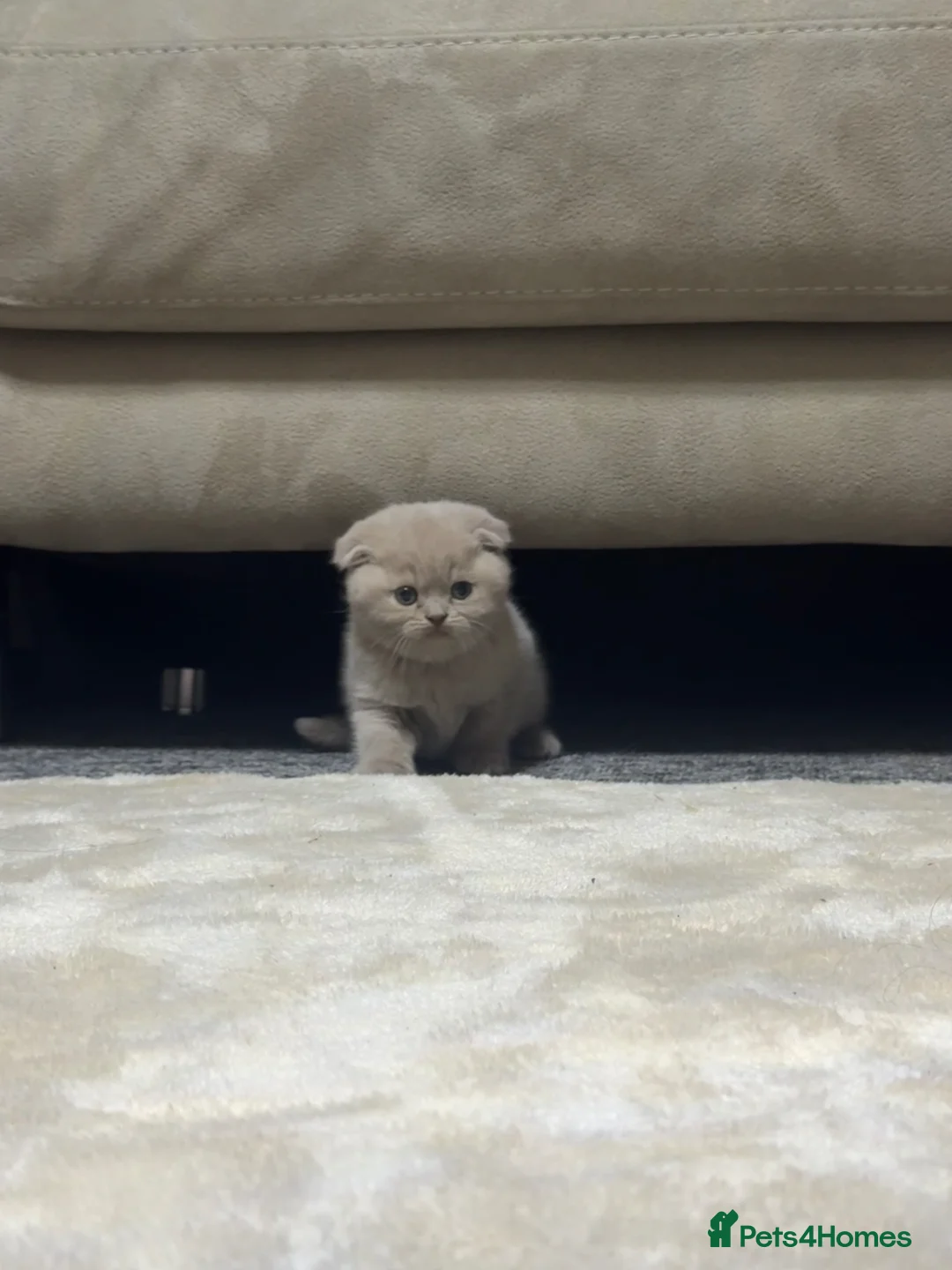 Scottish Fold cats for sale: Lilac british short hair/scottish fold kittens - Advert 2