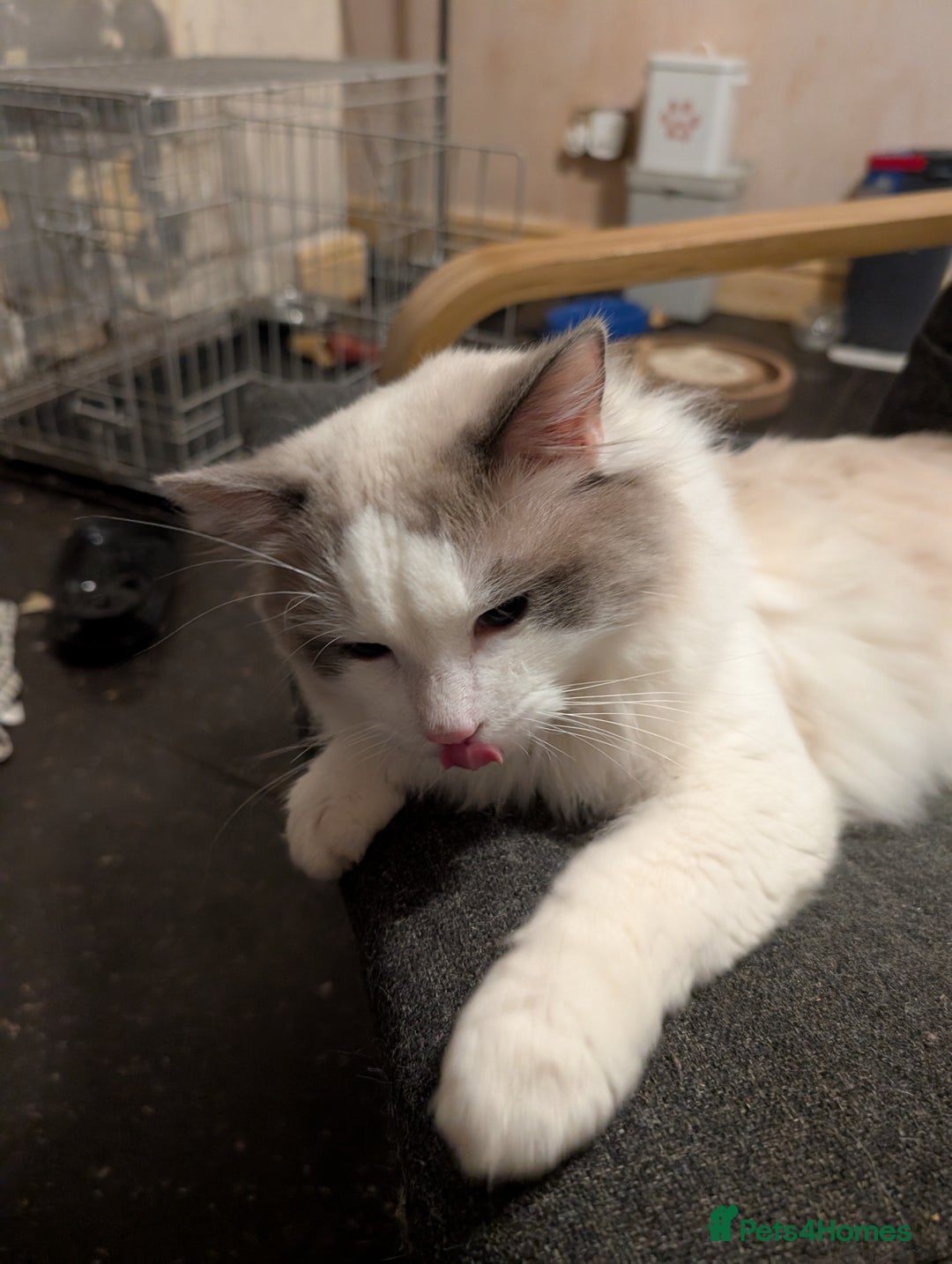 Ragdoll cats for sale: Stunning ragdoll boy  - Advert 2