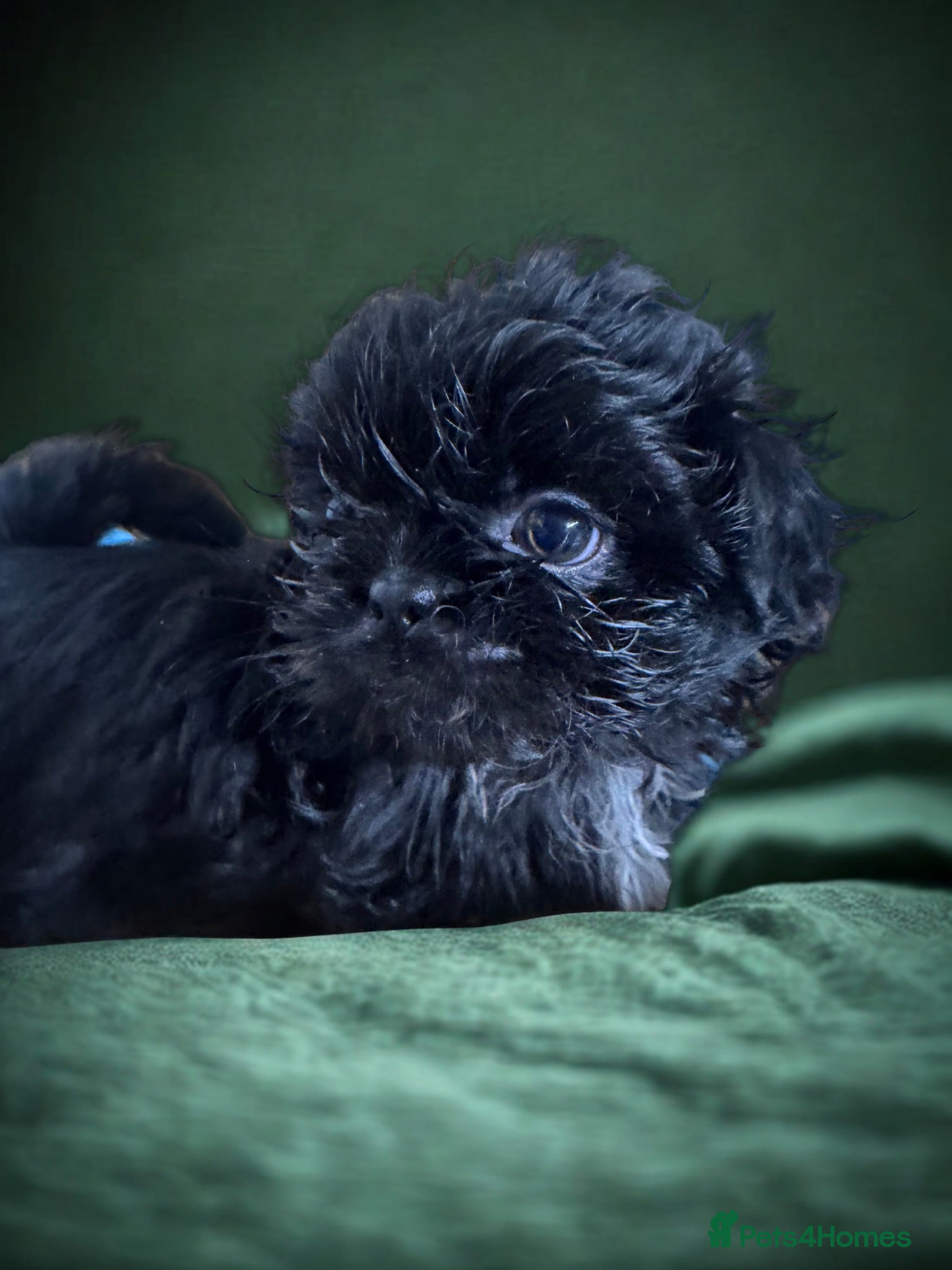 Shih Tzu dogs Shihtzu pups 5*breeder  - Advert 6