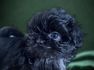 Shih Tzu dogs Shihtzu pups 5*breeder - Advert 3