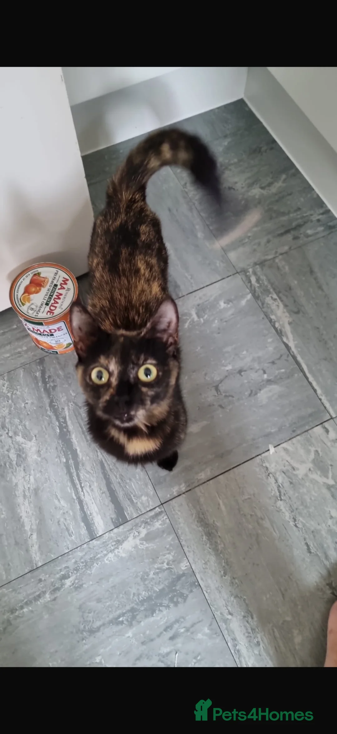 Mixed Breed cats for sale: 2 beautiful kittens - Advert 1