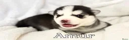 Pomsky dogs for sale: Stunning F3 Pomsky Puppies - Advert 17
