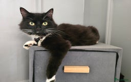 Domestic Shorthair cats for sale: 3 Adorable Kittens - Image 17