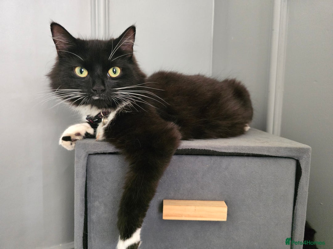 Domestic Shorthair cats for sale: 3 Adorable Kittens - Image 17