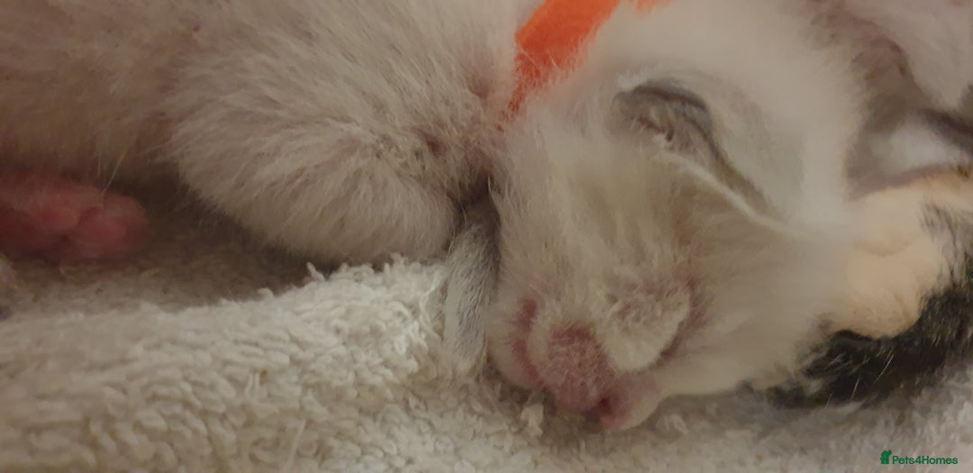 Ragamese cats for sale: Beautiful Ragamese Kittens  - Advert 10