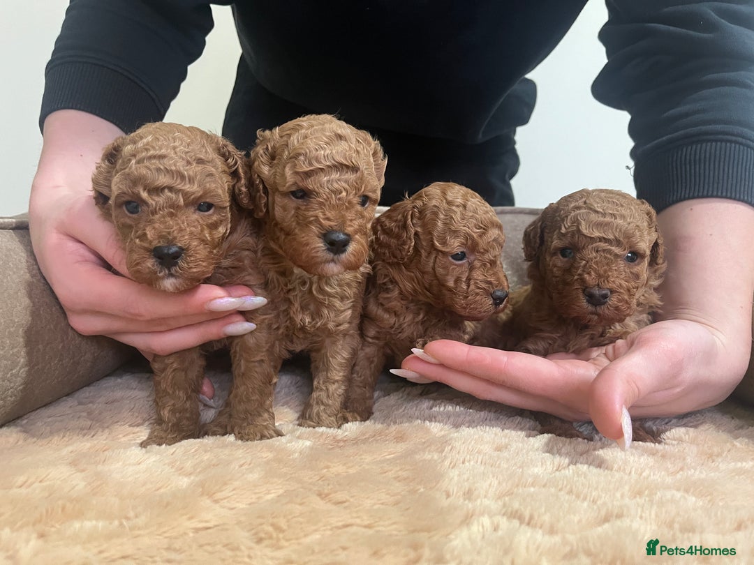 Toy Poodle dogs for sale: Pure toy poodle pups - Advert 7
