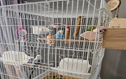 Budgerigars birds for sale: Budgies for sale  - Image 3
