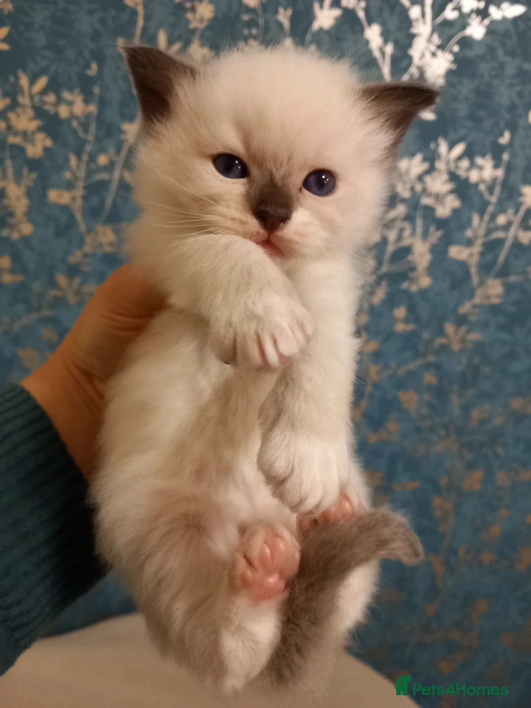 Ragdoll cats for sale: Two Ragdoll kittens available in Buckhurst Hill - Advert 2